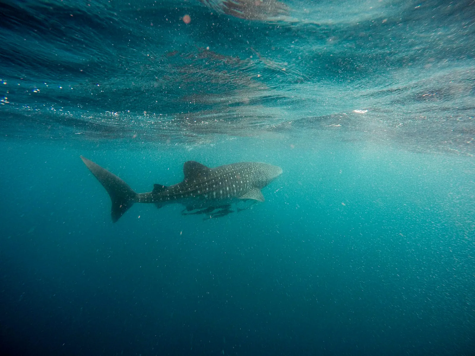 A whale shark swimming beneath the sunlit ocean surface